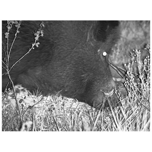 Пуско-зарядное устройство Berkut JSC450C 5