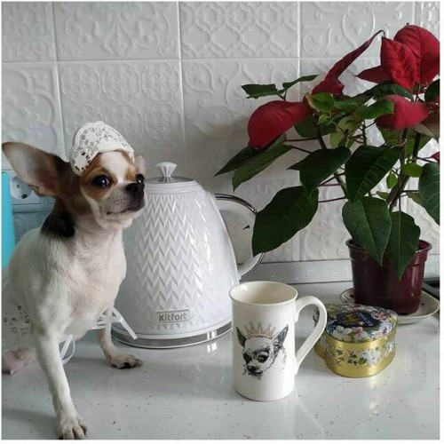 Электрочайник Kitfort KT-681 (белый) 1